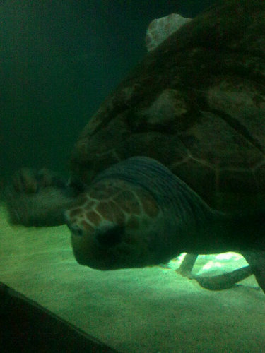 mark_tipp's profile picture. IG @ch2_bespoke for maps and more.