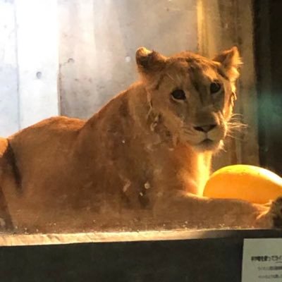 yumaclay's profile picture. ライオン🦁クレイちゃんとイトちゃんが大好き💕 Twitterは、見る👀の専門でお願いします🙇‍♀️ いつも楽しく拝見させて頂いてます☺️ 情報発信ありがとうございます😊