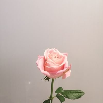 momo1598526's profile picture. ドラマオタク