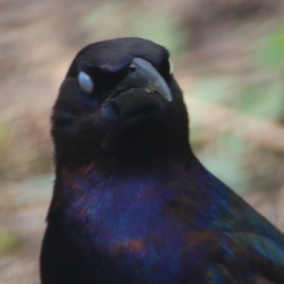 commonTern1's profile picture. 