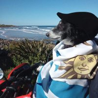 Soy el Pipo Motoquero🐾❤️(@ElPipoMotoquero) 's Twitter Profile Photo