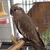 オカメインコ迷子です。 (@roysaorin1) 's Twitter Profile Photo オカメインコ迷子です。 (@roysaorin1) 's Twitter Profile Photo