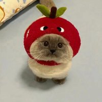 Shugii (@shugiir6) 's Twitter Profile