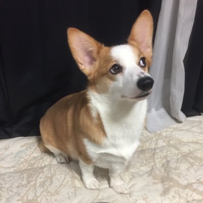 Romanさんのプロフィール画像