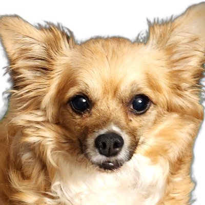 No, that's not me...she's much prettier than I am!
MAGA all the way! Please no DMs. Love animals, especially dogs! Back the Blue/Vets!
Let go and let God.