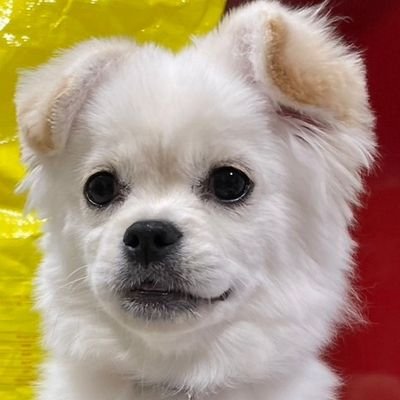 shinshin476's profile picture. 昨年の11月末に新型シエンタ契約しましたー！
                     R5.6.10納車🚗 ³₃