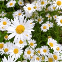 みい (@mii37377) 's Twitter Profile Photo