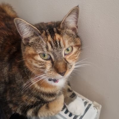 Nicolelaupretre's profile picture. Sycamore
Petrichor