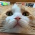 BobToad (@bobt0ad) Twitter profile photo BobToad (@bobt0ad) Twitter profile photo