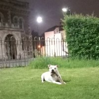 Lisa Ward (@lisaw1569) 's Twitter Profile