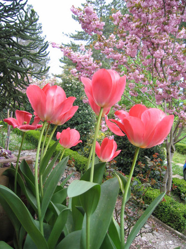 VILLA MARGHERITA A PARADISE FOR ARTISTS IN TUSCANY is an oasis for artists & art lovers in Italy. Join us for an affordable 7-Day Fresco Painting Workshop!