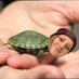 lexi (@lexitheturtle) Twitter profile photo lexi (@lexitheturtle) Twitter profile photo
