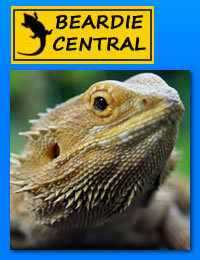 Bearded dragon information and supplies. Visit our website and take a look around, you and your dragon are always welcome at Beardie Central!