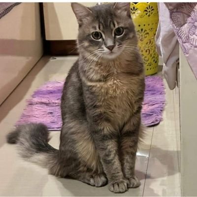 Bassant21139996's profile picture. 