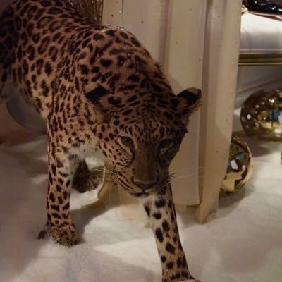 nMnaifhA35860's profile picture. وإن كسر فيك أملاً، فإن الله يُحيي فيك آمالاً.