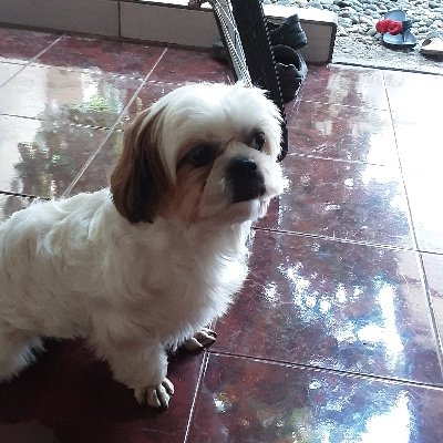 Jose Mairingさんのプロフィール画像