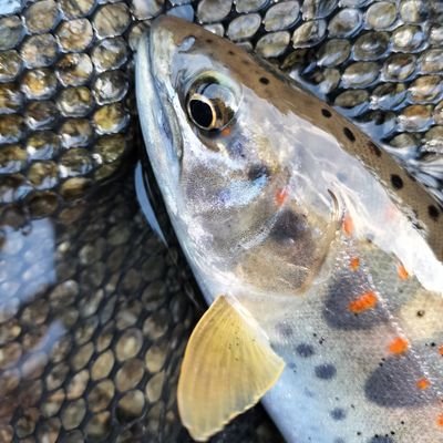 三重の田舎で小魚釣りするおじさんです𓆝
アマゴ・バス・ハゼ・マゴチが好き𓆝
他にも色々な釣りに興味有りです𓆝
中華タックルも𓆝