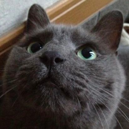 tamiminchan's profile picture. 映画､くるり､折坂悠太、阪神タイガース好き隠居　　　
動物、絵画、詩などのRT多め　 
息子３人娘３人　　
右手全廃右足４級の身体障害者
還暦+２　　
犬のコロン猫の桃太郎は天国にいます