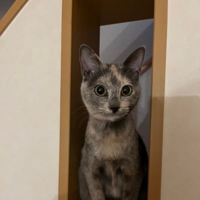 猫との生活🐈 そらちゃん 芦毛の牝馬です(笑)保護猫 DMはお断りです。無言フォローOKです。YouTubeのショート動画もよろしく