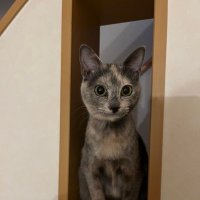 猫との暮らしの中で (@hogonekosora) 's Twitter Profile