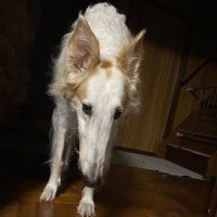 amarelomano (@amarelomano) 's Twitter Profile