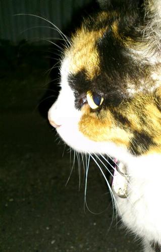 rokoty_view's profile picture. もたつきながらも、エンジニア。好きなもの：枯れたプログラム。