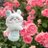 4OKciGQ52OOBsPG's profile image