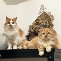Rey (@komorobit) 's Twitter Profile Photo Rey (@komorobit) 's Twitter Profile Photo
