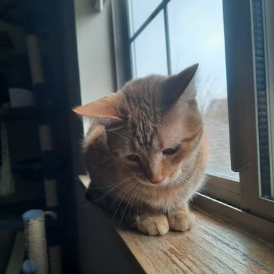 catmanscatmana's profile picture. ولا اشي.