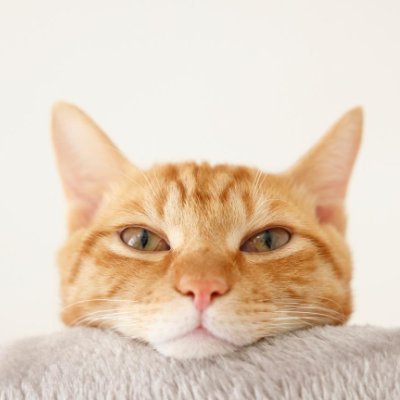 nekoneko_321's profile picture. AIに指示してるだけの年収3000万フリーランスエンジニア。年商5000万。イーサリアム1億ポジション。