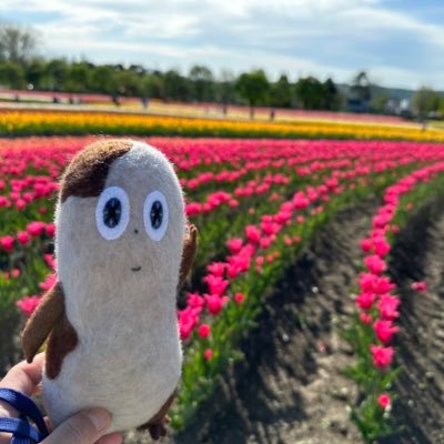 torisanoide's profile picture. piyukiです。以前「とりさんおいで」の屋号でハンドメイドの鳥グッズを制作していました。7羽の鳥と暮らしています。 #久米小百合 （ #久保田早紀 ）さん、#半﨑美子 （ #半崎美子 ）さんの大ファン。2019/7〜 #ハンザキスト倶楽部 入会。 仕分けWワークパート中