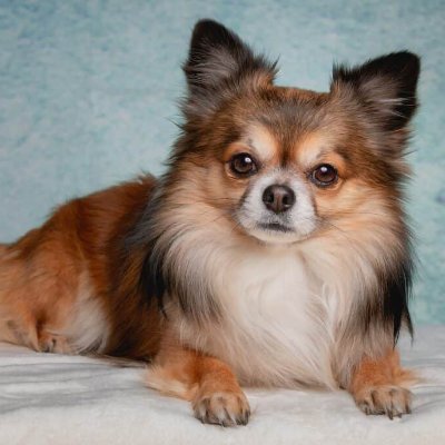 Chihuahua lover 🐾 | Devoted to the tiniest fur friends with the biggest hearts 💖 | Celebrating all things Chi!
#ChihuahuaLove #TinyButMighty