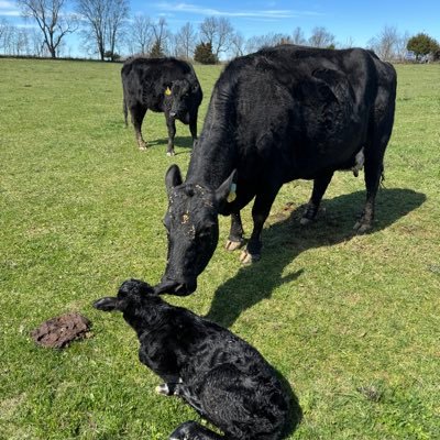 last account was suspended .No reason given.Cattle farmer!Trump 2024!If you ask for money or want to talk crypto =instant block.Kentucky No DM !
