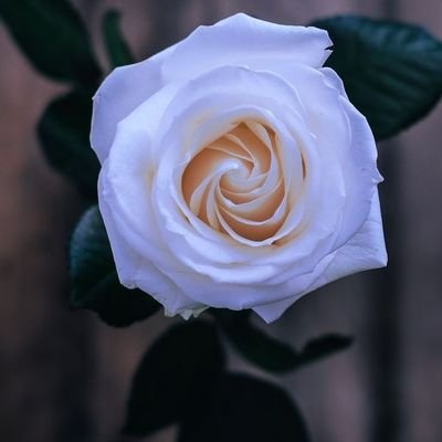 melangel97's profile picture. 