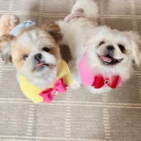 ぷういとパイン (@pui_pui729) 's Twitter Profile