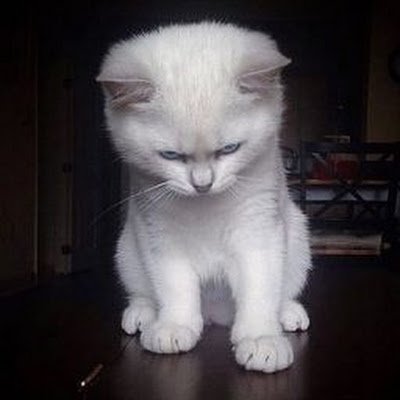 rimollen38377's profile picture. 