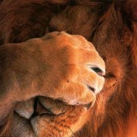 azlancat 🦁 (@azlancat) 's Twitter Profile