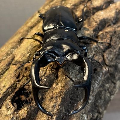 becky_insect's profile picture. スマトラ大型系、極太系などやってます  少しヘラクレスなども