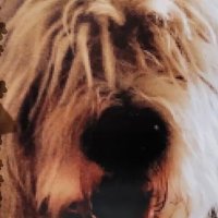 Charlie_Bentley_Poo_Mills (@amanda_yarlaw) 's Twitter Profile Photo Charlie_Bentley_Poo_Mills (@amanda_yarlaw) 's Twitter Profile Photo