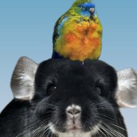 チンチラ プロフ必読‼️です❣️ z4iB7AyX_200x200.jpg