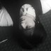 Rajash rest. (@haeleechan_) Twitter profile photo Rajash rest. (@haeleechan_) Twitter profile photo
