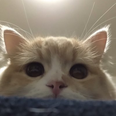 🐱道産子🐱💛アポロ💛2021.11.25スコティッシュフォールド😸どんくさくてビビリなおっとり系男子!🩷エルル🩷2024.10.6スコ&アメショMIX😸活発で積極的なパワフル系女子!2匹の幸せな日が続きます様に✨成長記録を残したく、日々の写真をUPします。無言フォロー失礼します