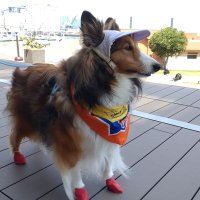 kotaroinu (@kotaroinu15216) 's Twitter Profile Photo