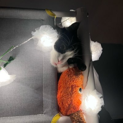 carlosisdatcat's profile picture. 