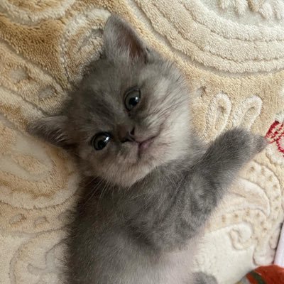 gizemAk59's profile picture. 