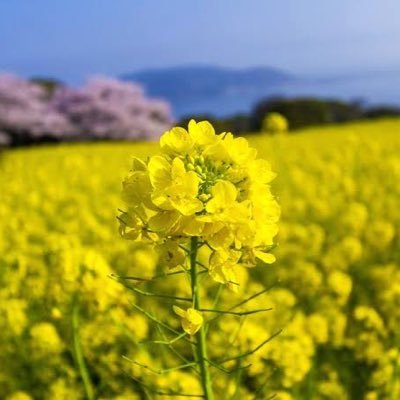 短歌を詠みます。仲良くしてください!(ビビリわんこ🐕🦺がいる関係で、何かお送りいただくときは郵便局留めでお願いできますと幸いです)