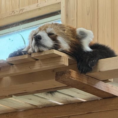 CollapSE_lol's profile picture. 