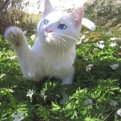 aboutsiaa's profile picture. 