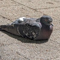 ぶらりあん (@yugoh9) 's Twitter Profile