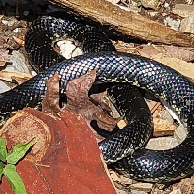 TradeNowFuture's profile picture. I don't know what I am talking about, and no, I do not want to buy your class or join your group.